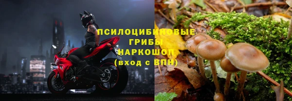 прущие грибы Дмитровск