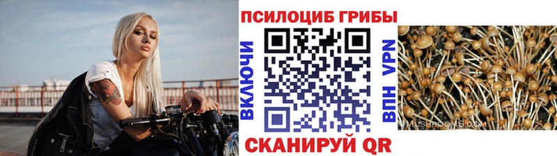 Купить где  Трубчевск  Галлюциногенные грибы Psilocybine cubensis 